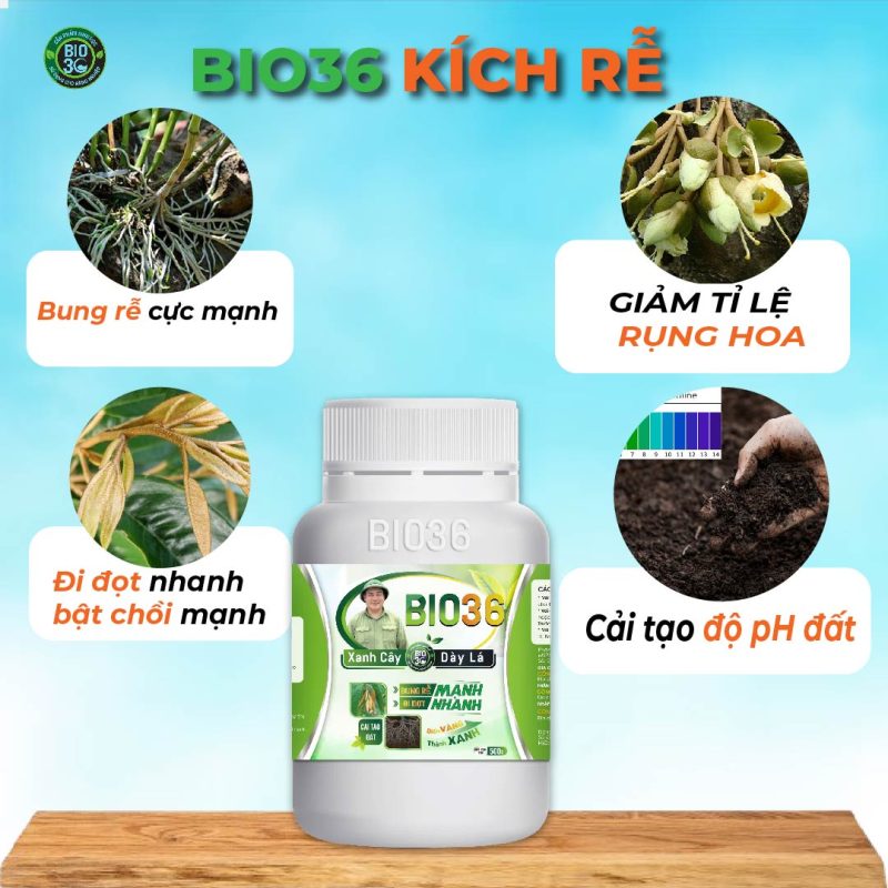 Phân Bón Lá Kích Rễ- Giải Pháp Hiệu Quả Giúp Cây Phát Triển Nhanh, Rễ Khỏe, Năng Suất Cao 2 Phân bón lá kích rễ Bio36