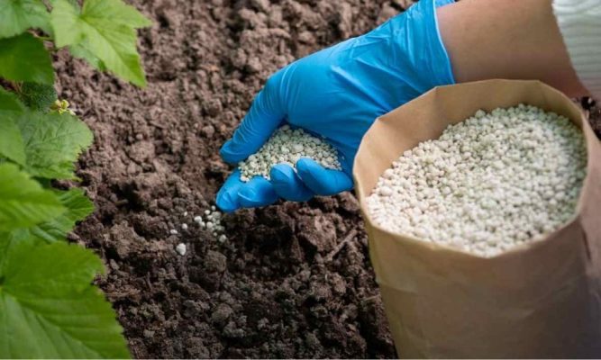 Phân Bón Có Tác Dụng Gì? Hiểu Đúng Để Sử Dụng Hiệu Quả Cho Cây Trồng 2 Phân bón có tác dụng gì?