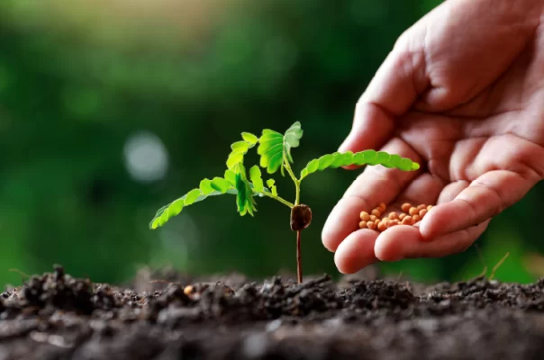 Phân Bón Có Tác Dụng Gì? Hiểu Đúng Để Sử Dụng Hiệu Quả Cho Cây Trồng 3 Phân loại các loại phân bón