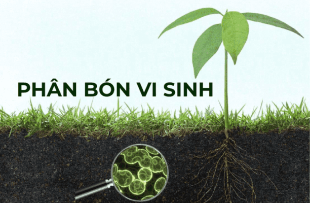 Phân Vi Sinh Là Gì? Tìm Hiểu Toàn Diện Về Loại Phân Bón Hữu Cơ An Toàn Và Hiệu Quả 2 Phân vi sinh là gì