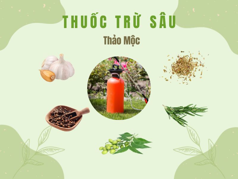 Các loại thuốc trừ sâu phổ biến nhất thị trường hiện nay 3 Sản xuất thuốc trừ sâu sinh học từ thảo mộc