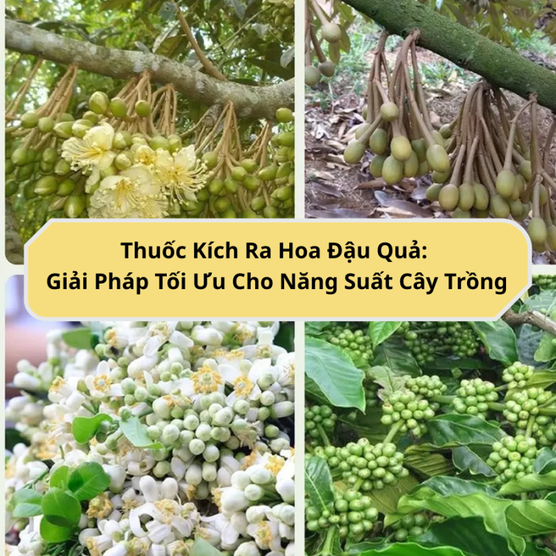 Thuoc Kich Re Cho Cay Trong Giai Phap Toi Uu Giup Cay Phat Trien 1