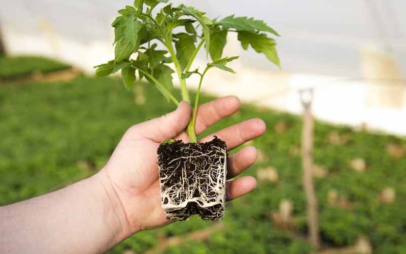 Thuốc Kích Rễ Cho Cây Trồng: Giải Pháp Tối Ưu Giúp Cây Phát Triển Nhanh, Khỏe Mạnh 2 Thuốc kích rễ cho cây trồng là gì?