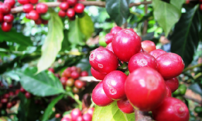 Chất Điều Hoà Sinh Trưởng Là Gì? Tìm Hiểu Vai Trò Quan Trọng Trong Nông Nghiệp Hiện Đại 3 Ứng dụng của chất điều hòa sinh trưởng trong thực tiễn