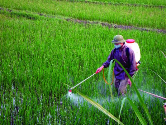 Tìm hiểu về thuốc trừ sâu lưu dẫn hai chiều và những lưu ý khi sử dụng 3 Ưu và nhược điểm của thuốc trừ sâu lưu dẫn hai chiều