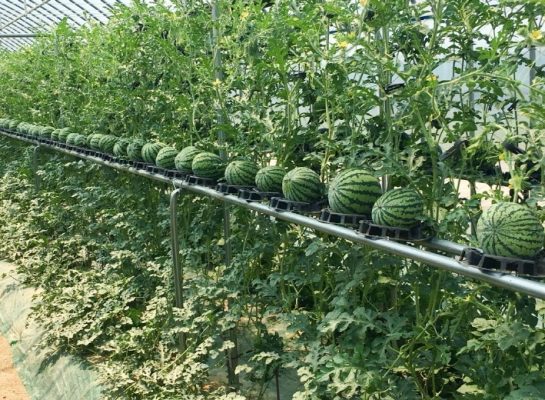 Cách Trồng Dưa Hấu Năng Suất Cao Từ A-Z Cho Người Mới Bắt Đầu 2 Lợi ích khi trồng dưa hấu